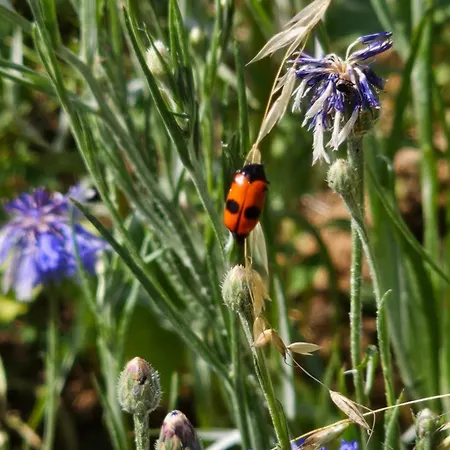 Camping Unser Igluzelt 